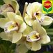 COMPO Жидкое удобрение для орхидей 500 мл