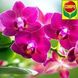 COMPO Жидкое удобрение для орхидей 500 мл