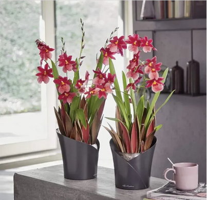 Умный вазон с автополивом Lechuza ORCHIDEA серый матовый